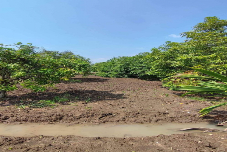 10000 Sq.Ft, Agricultural farm land for sale in Chengalpet