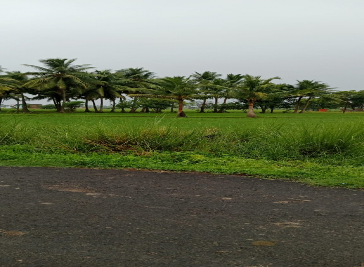 54 Cents, Agricultural farm land for sale in Thiruninravur