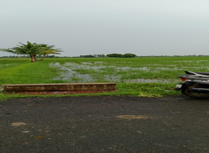 54 Cents, Agricultural farm land for sale in Thiruninravur