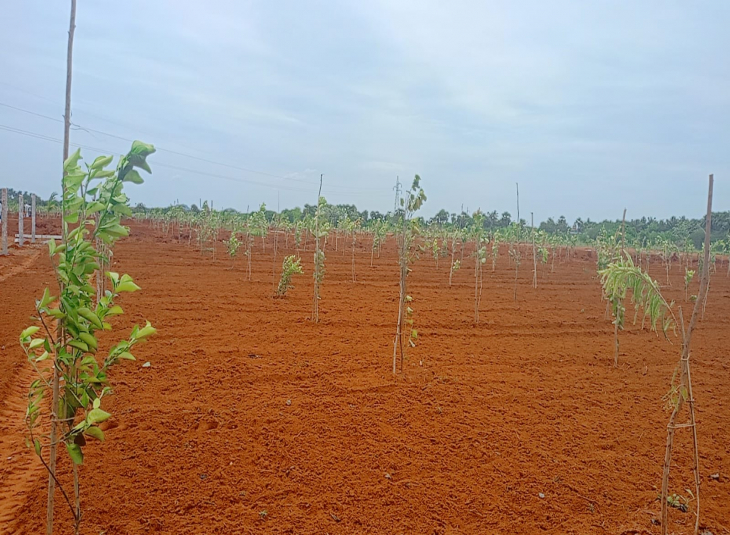 10000 Sq.Ft, Agricultural farm land for sale in Madurantakam